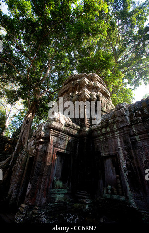 Ta Prohm, Dschungel und Regenwald Bäume auf Ruinen und Tempel gebaut im Stil Bayon, Angkor Gebiet, Siem Reap, Kambodscha, Asien Stockfoto