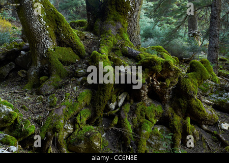 Wurzeln eines Baumes, Abies Pinsapo, spanische Tanne, pinsapo Stockfoto