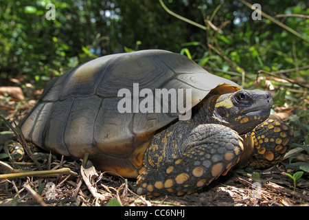 Gelbe Footed Amazon Schildkröte (Geochelone Verbreitungsgebiet) in freier Wildbahn im peruanischen Amazonasgebiet Stockfoto
