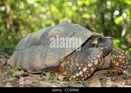 Gelbe Footed Amazon Schildkröte (Geochelone Verbreitungsgebiet) in freier Wildbahn im peruanischen Amazonasgebiet Stockfoto