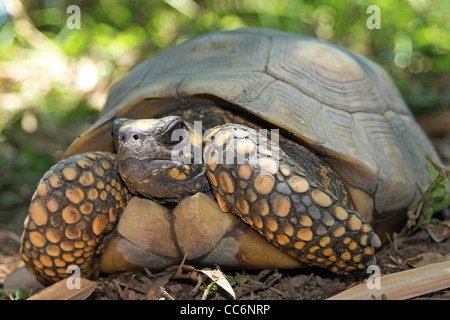 Gelbe Footed Amazon Schildkröte (Geochelone Verbreitungsgebiet) in freier Wildbahn im peruanischen Amazonasgebiet Stockfoto