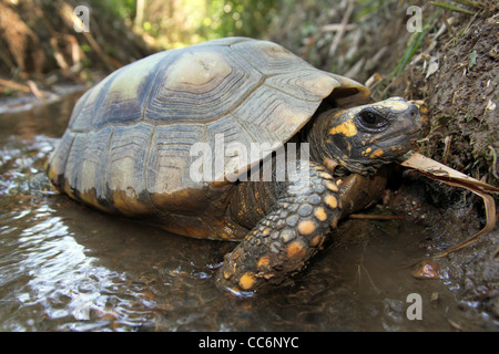 Gelbe Footed Amazon Schildkröte (Geochelone Verbreitungsgebiet) in freier Wildbahn im peruanischen Amazonasgebiet Stockfoto