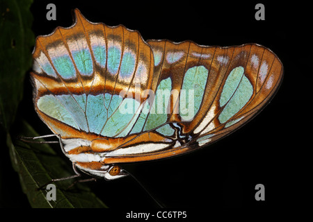 Ein wunderschöner Schmetterling in den peruanischen Amazonas isoliert auf schwarz mit viel Platz für text Stockfoto