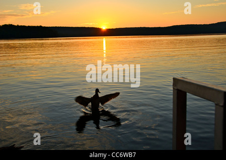 Eine Ente schlägt mit den Flügeln an einem wunderschönen See mit der untergehenden Sonne im Hintergrund. Stockfoto