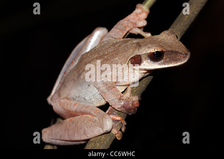 Die neu entdeckten Amazon schlanken Beinen Treefrog (Osteocephalus Castaneicola) im peruanischen Amazonasgebiet (entdeckt im Jahr 2009) Stockfoto