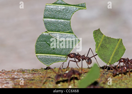 Blatt-Cutter Ameisen (Atta SP.) mit Blätter im peruanischen Amazonas Stockfoto