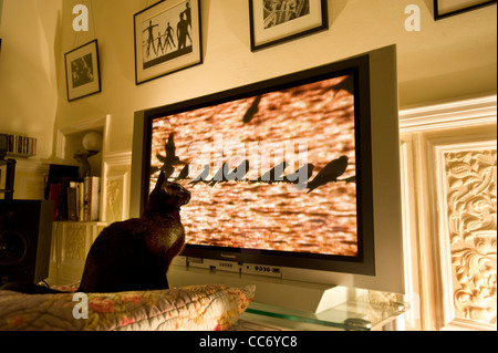 Siamesische Black Cat Uhren eine Reihe von Hirundines Vögel (Schwalbe oder Mehlschwalben) thront auf einem Telefondraht auf einem großen Plasma-Bildschirm Panasonic Fernseher während einer Natur Wildlife-Dokumentation Stockfoto