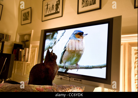 Black Cat Uhren einen Buchfinken (Fringilla Coelebs) Vogel auf einem Ast zeigt auf einem großen Plasma-Bildschirm Panasonic Fernseher Stockfoto