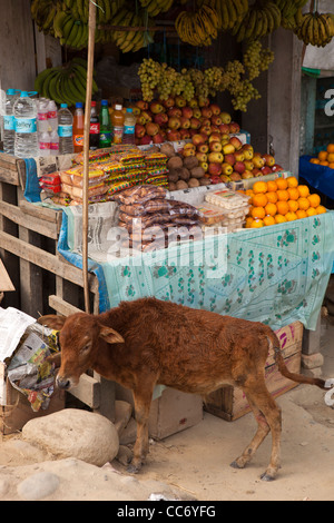 Indien, Arunachal Pradesh, Bhalukpong, Basar, Kalb, die versuchen, die Früchte von am Straßenrand Snack Stand zu stehlen Stockfoto