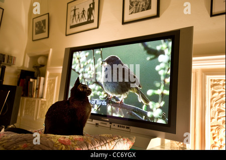 Black Cat Uhren eine singende Heckenbraunelle Hedge Sparrow (Prunella Modularis) im Fernsehen Stockfoto