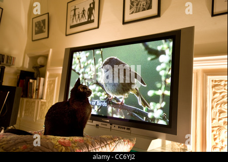 Katze schaut eine Heckenbraunelle Hedge Sparrow (Prunella Modularis) im Fernsehen Stockfoto
