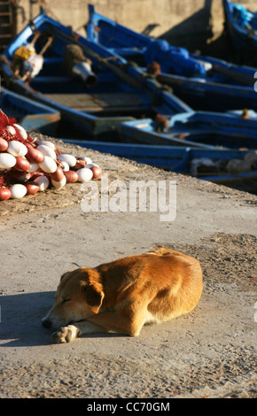 Einsamen Hund auf der Anklagebank, mit Fischer Boote im Hintergrund. Essaouira, Marokko. Stockfoto