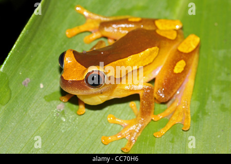 Ein Clown Frosch (Dendropsophus Leucophyllatus) im peruanischen Amazonasgebiet Stockfoto