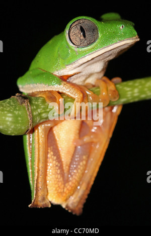 Die Super Tiger-beinigen wachsartige Affe Treefrog (Phyllomedusa Tomopterna) in den peruanischen Amazonas isoliert auf schwarz mit Textfreiraum Stockfoto