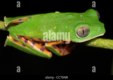 Die Super Tiger-beinigen wachsartige Affe Treefrog (Phyllomedusa Tomopterna) in den peruanischen Amazonas isoliert auf schwarz mit Textfreiraum Stockfoto