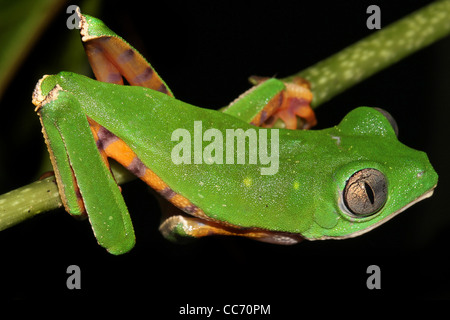 Die Super Tiger-beinigen wachsartige Affe Treefrog (Phyllomedusa Tomopterna) in den peruanischen Amazonas isoliert auf schwarz mit Textfreiraum Stockfoto