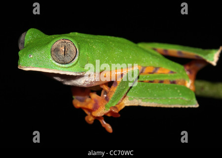 Die Super Tiger-beinigen wachsartige Affe Treefrog (Phyllomedusa Tomopterna) in den peruanischen Amazonas isoliert auf schwarz mit Textfreiraum Stockfoto