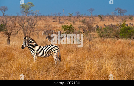 Eine Herde von Burchell Zebras in der Schlange Stockfoto