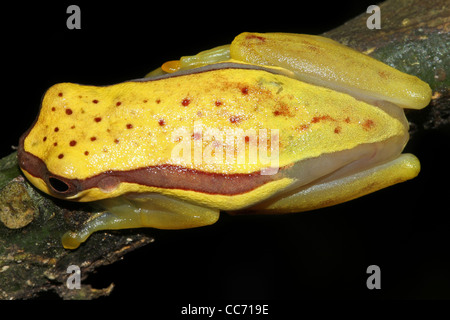 Eine niedliche rote Schürzen Treefrog (Dendropsophus Rhodopeplus) im peruanischen Amazonas isoliert mit Platz für text Stockfoto