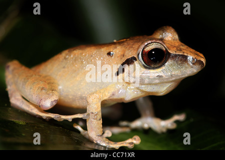 Die peruanischen Regen Frosch (Pristimantis Peruvianus) im Amazonas-Dschungel Stockfoto