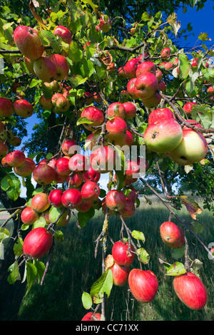 Apfelbaum (Malus SP.), mit reifen Früchten, Niedersachsen, Deutschland Stockfoto