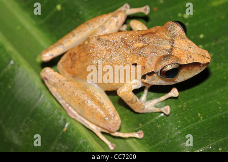 Die peruanischen Regen Frosch (Pristimantis Peruvianus) im Amazonas-Dschungel Stockfoto