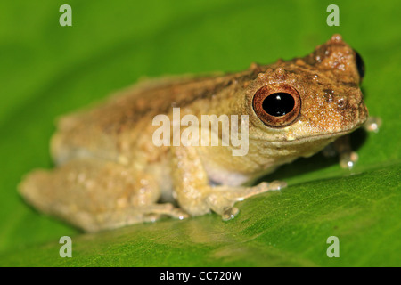 Eine niedliche kurze Spitzen Treefrog (Dendropsophus Parviceps) im peruanischen Amazonas isoliert auf grün mit viel Platz für text Stockfoto