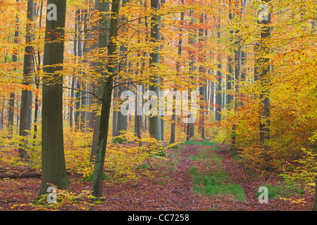 Buche Wälder (Fagus Sylvaticus), in Herbstfärbung, Niedersachsen, Hessen, Deutschland Stockfoto