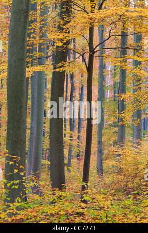 Buche Wälder (Fagus Sylvaticus), in Herbstfärbung, Niedersachsen, Hessen, Deutschland Stockfoto