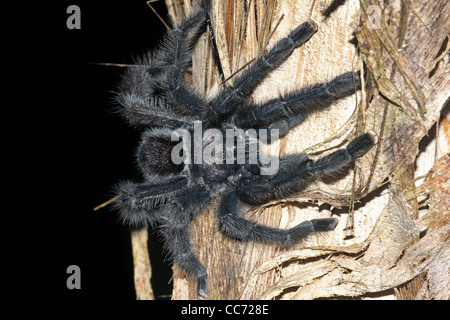 Eine Pinktoe Vogelspinne (Avicularia SP.) im peruanischen Amazonasgebiet Stockfoto