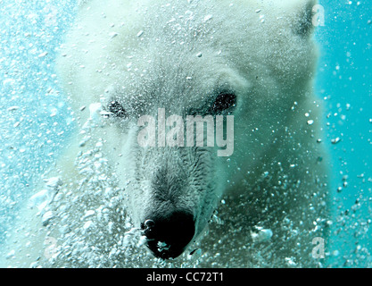 Nahaufnahme der Eisbär (Ursus Maritimus) Schwimmen unter Wasser und Luft Seifenblasen Stockfoto