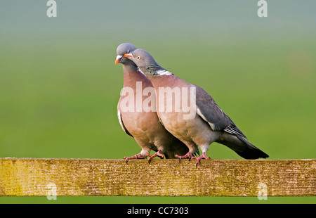 Gemeinsamen Ringeltauben (Columba Palumbus) liebkosen einander auf Holzzaun während der Balz, die Niederlande Stockfoto