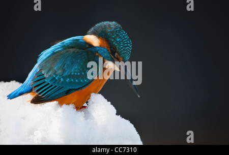 Porträt des eurasischen / Eisvogel (Alcedo Atthis) thront im Schnee im Winter Stockfoto
