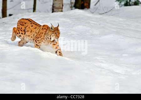 Eurasischer Luchs (Lynx Lynx) laufen im Schnee im Wald im Winter, Bayerischer Wald, Deutschland Stockfoto