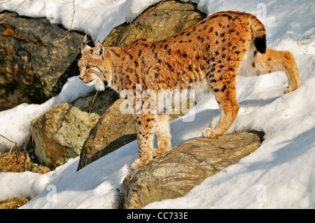 Eurasischer Luchs (Lynx Lynx) Wandern zwischen Felsen im Schnee im Winter, Bayerischer Wald, Deutschland Stockfoto