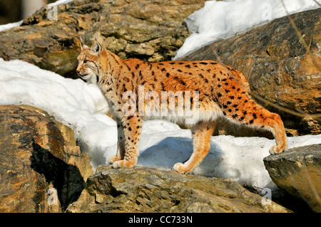 Eurasischer Luchs (Lynx Lynx) Wandern zwischen Felsen im Schnee im Winter, Bayerischer Wald, Deutschland Stockfoto