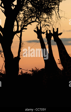 Drei Giraffen entsteht eine Silhouette in den orangefarbenen Himmel Sonnenuntergang Stockfoto