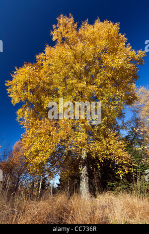 Silber-Birke (Betula Pendel), Herbst vollfarbig, Hessen, Deutschland Stockfoto