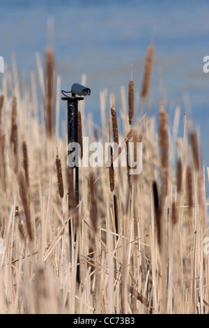 Überwachungskamera für den Schutz der Tier-und Pflanzenwelt im bloßen lokalen Naturreservat Marton, Blackpool, UK Stockfoto