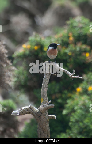 Europäische Schwarzkehlchen Männchen Stockfoto