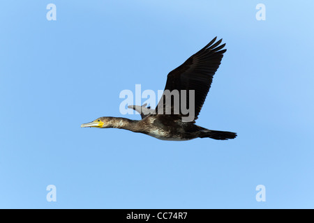 Kormoran (Phalacrocorax Carbo), unreifen Vogel im Flug, Gillelje, Seeland, Dänemark Stockfoto