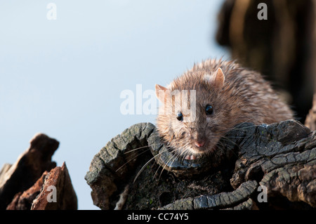 Ratte Stockfoto