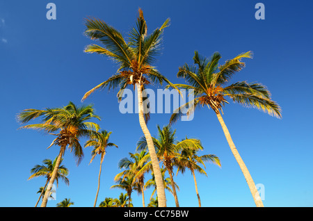 Tropische Palmen Stockfoto