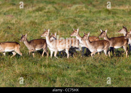 Damhirsch (Dama Dama), Herde von Hinds, Seeland, Dänemark Stockfoto