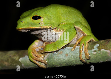 Eine niedliche und mollig Affe Treefrog (Phyllomedusa Camba) schläft im peruanischen Amazonas isoliert mit viel Platz für text Stockfoto