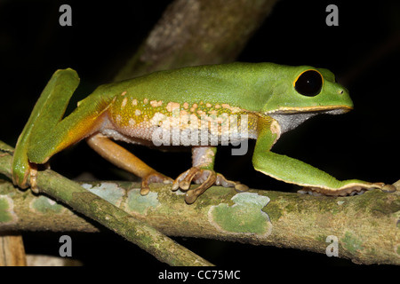 Eine niedliche Affe Treefrog (Phyllomedusa Camba) Spaziergänge entlang einer Niederlassung (sehr Affe-wie) in der peruanischen Amazonas isoliert/Textfreiraum Stockfoto