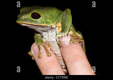 Eine niedliche und mollig Affe Treefrog (Phyllomedusa Camba) ruht auf zwei Finger in den peruanischen Amazonas isoliert mit Platz für text Stockfoto