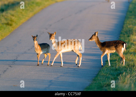 Damhirsch (Dama Dama), drei Kitze Crossing Road, Seeland, Dänemark Stockfoto