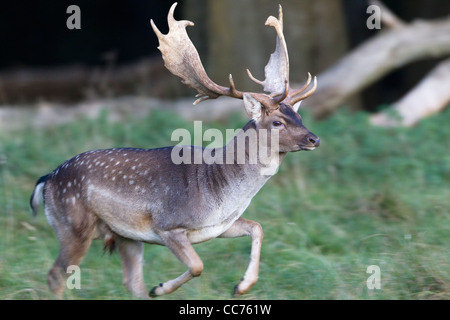 Damwild, Rotwild (Dama Dama), Buck läuft, Royal Deer Park, Klampenborg, Kopenhagen, Seeland, Dänemark Stockfoto
