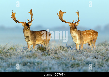 Damhirsch (Dama Dama), Böcke zwei in der Morgendämmerung, während der Brunft, Royal Deer Park, Klampenborg, Kopenhagen, Seeland, Dänemark Stockfoto